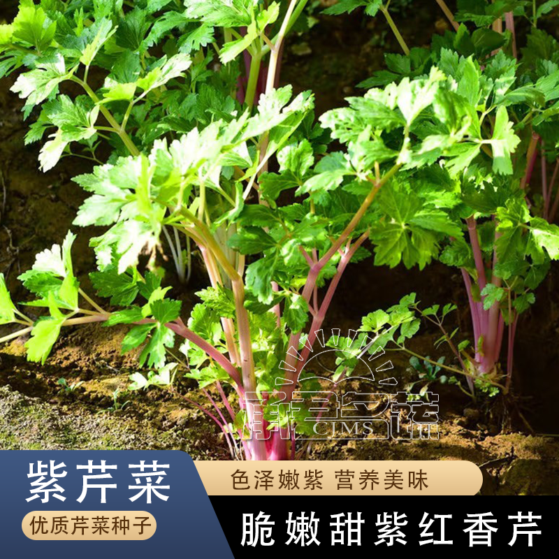 紫红香芹种子红芹菜种籽红色紫色孑盆栽蔬菜阳台籽种四季种菜