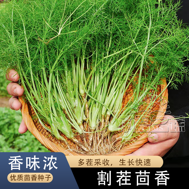 割茬小茴香种子茴香种籽菜种籽大全四季南方阳台盆栽易种蔬菜种孑