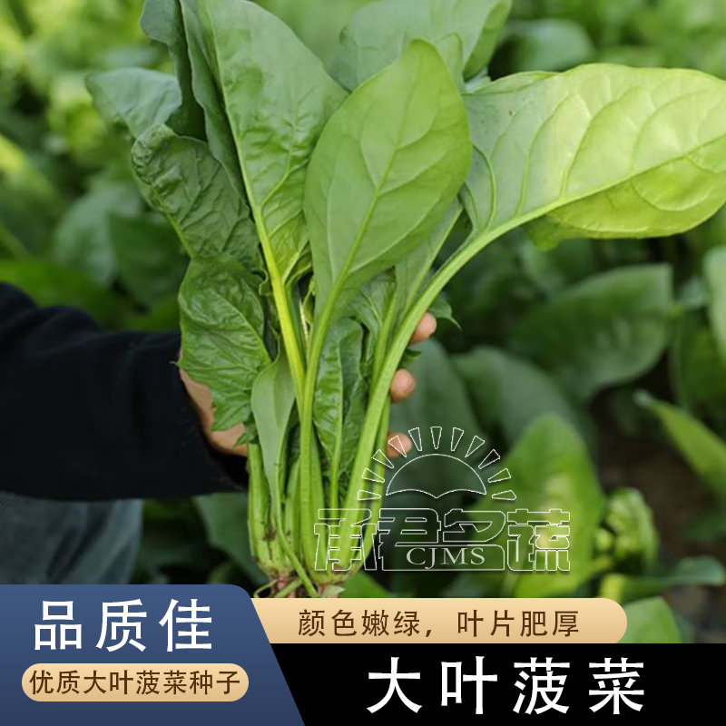 大叶菠菜种子四季易种原生态菠菜籽种子抗病耐热耐寒越冬蔬菜种子