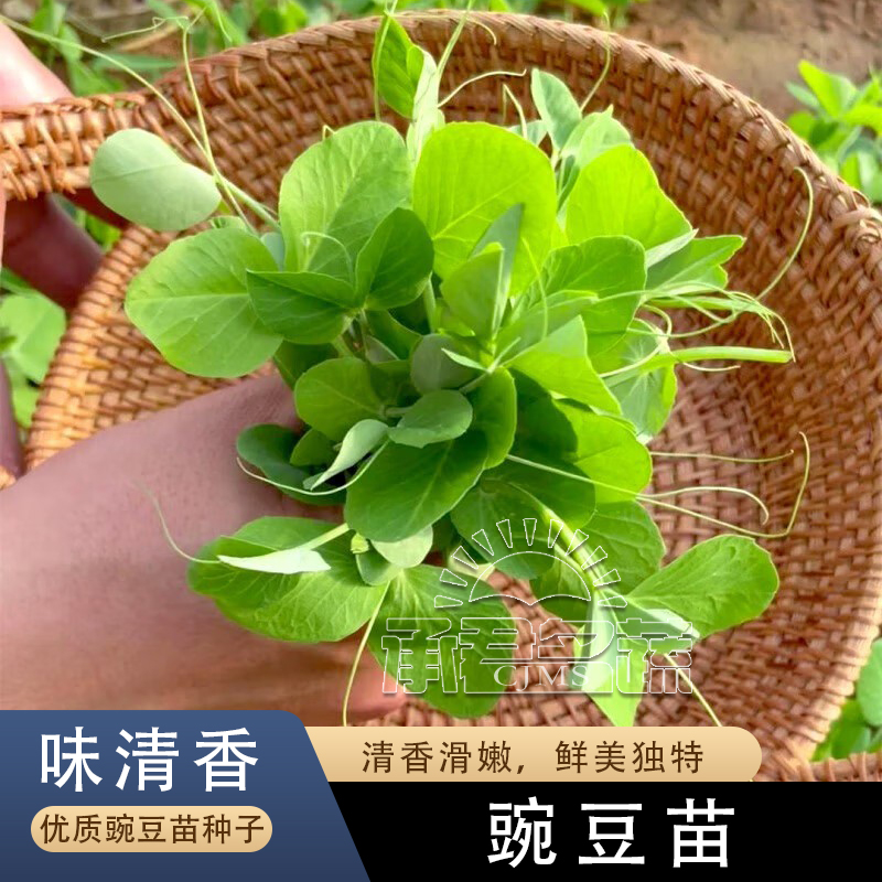 好吃豌豆苗种子农家菜园阳台秋冬季节播种香甜蔬菜豌豆苗种孑种籽