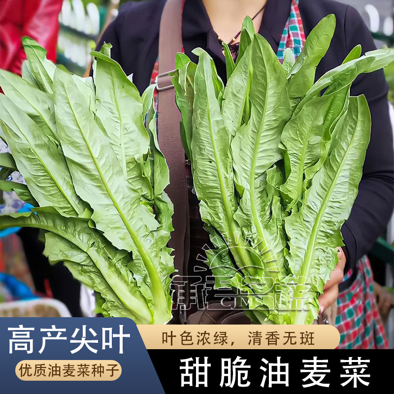 香油麦菜种子蔬菜种籽大叶无斑四季耐热耐寒阳台盆栽庭院高产理想