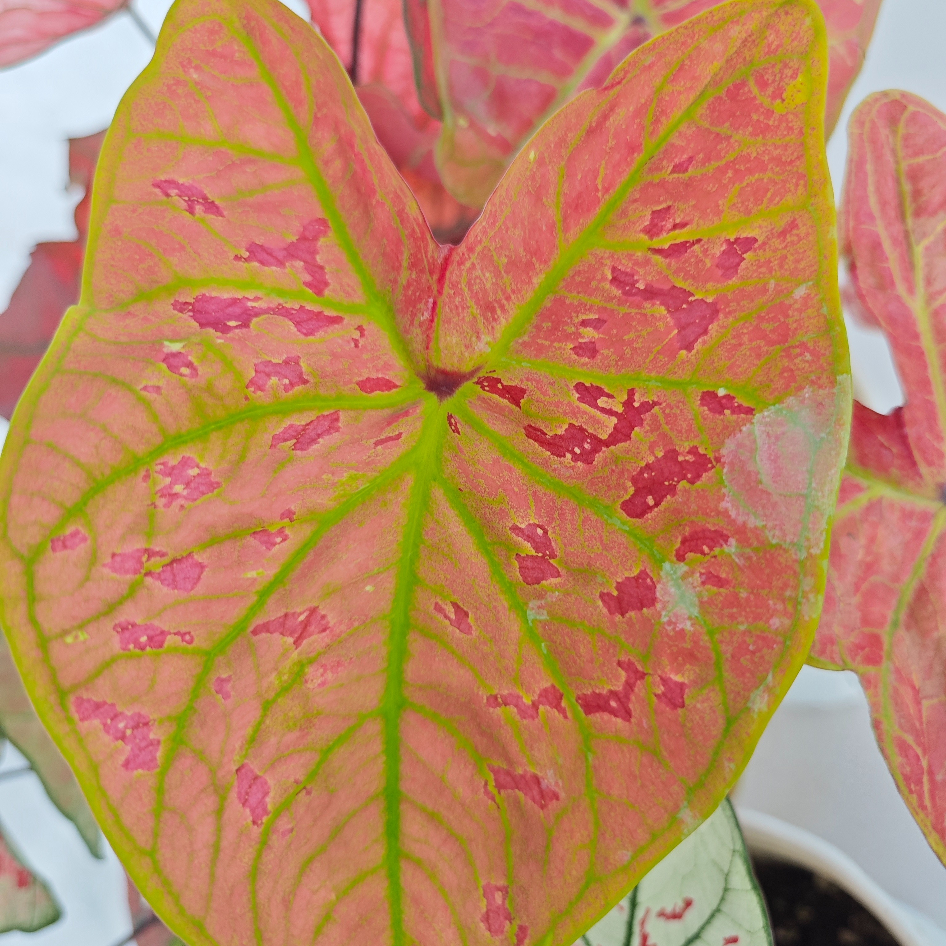 彩叶芋绿植直播一物一拍链接观叶18~270