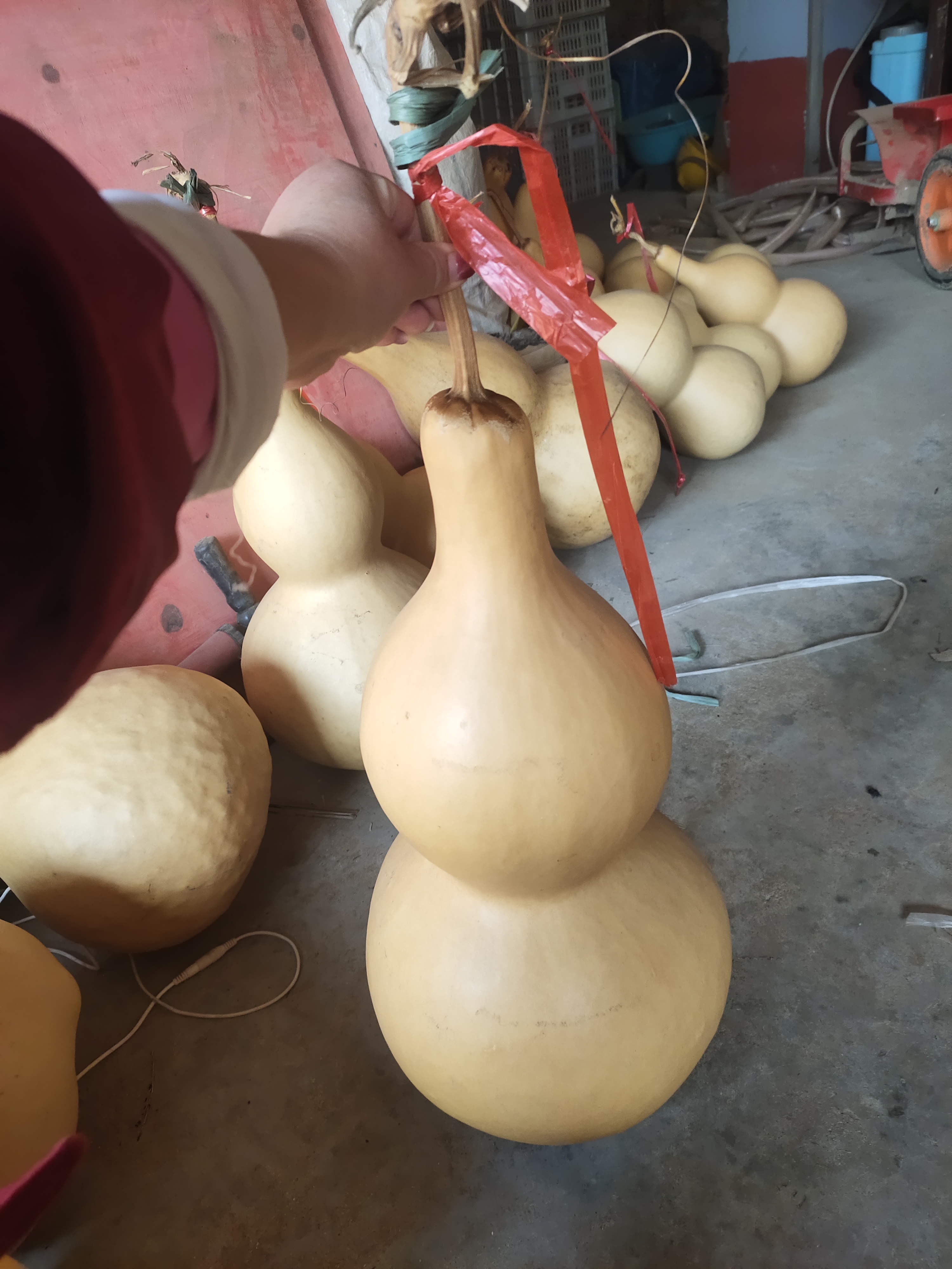 天然大葫芦摆件50-60公分