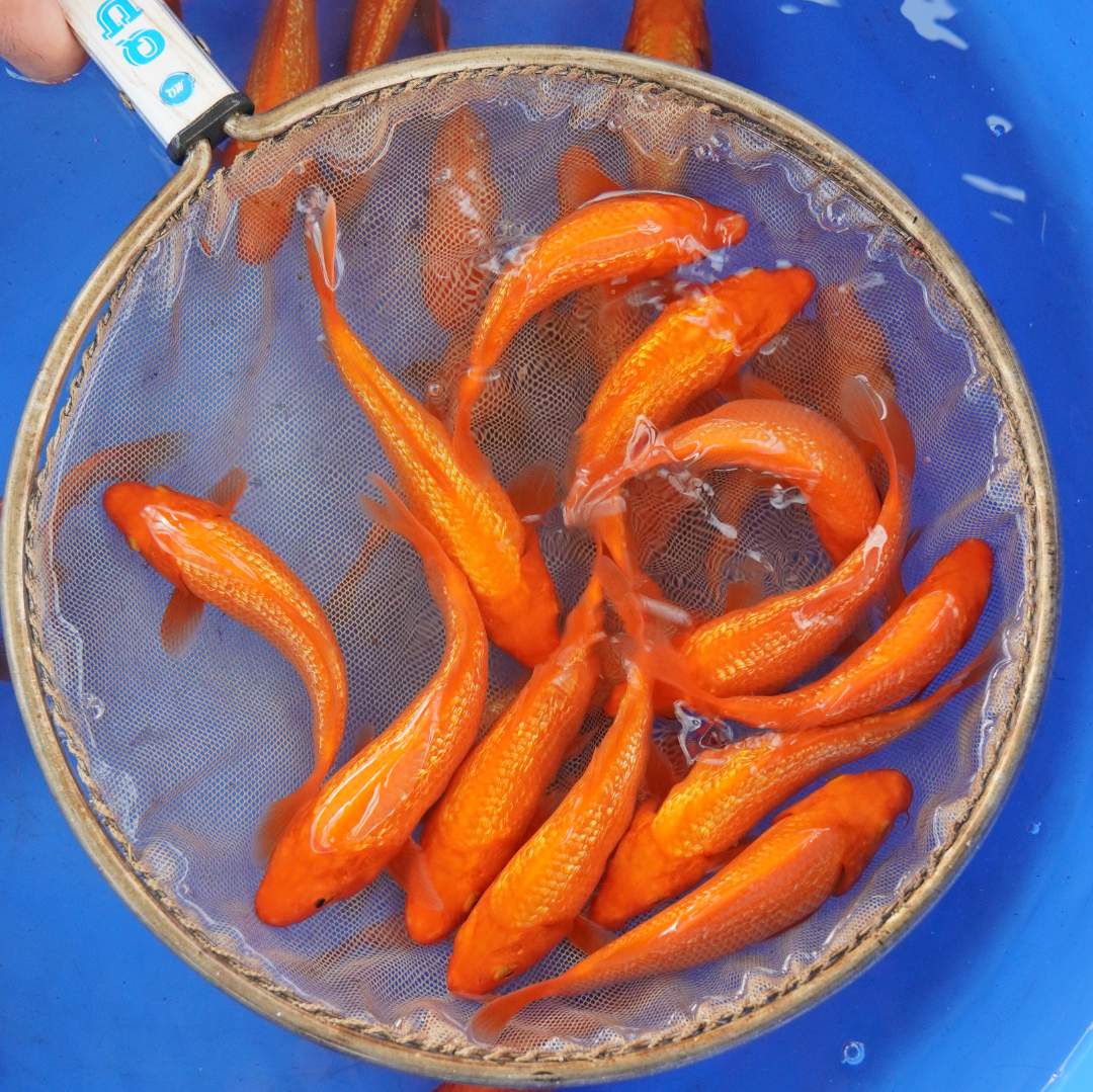 ❻鲤观赏鱼冷水鱼淡水好养易活小型活体红白养鱼好饲养虎皮