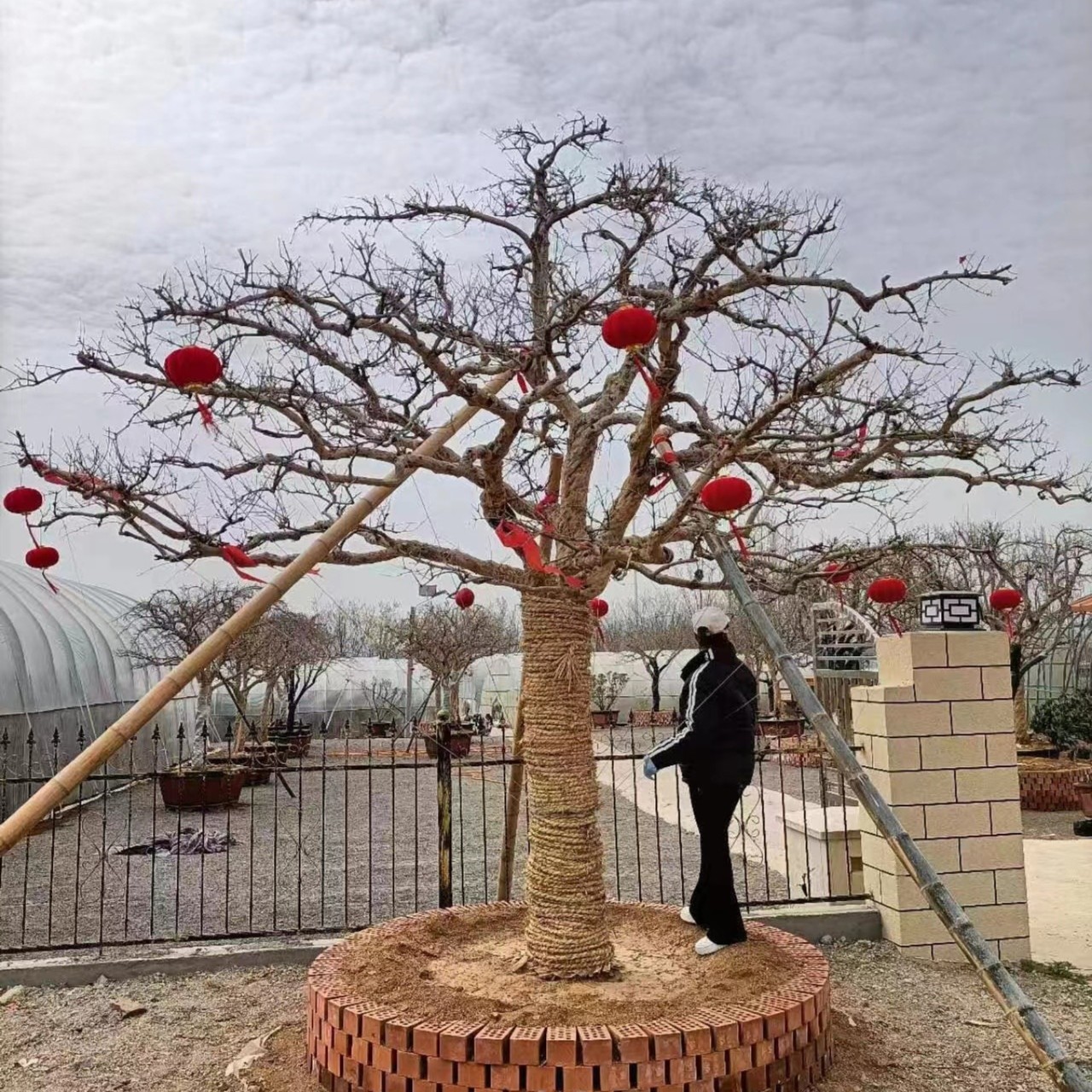 盆栽绿植庭院（一物一拍，下单请咨询杜鹃老鸦柿小叶石榴大棵）