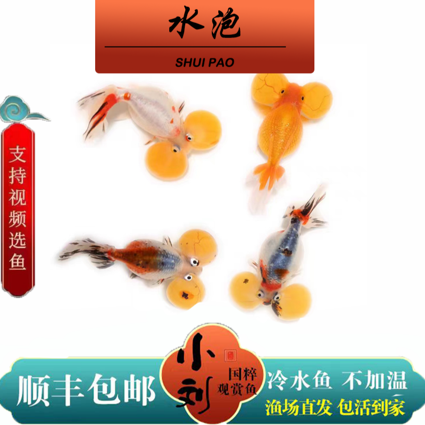【渔场直发】国粹观赏鱼活体冷水鱼淡水鱼顺丰包邮 包活到家 水泡