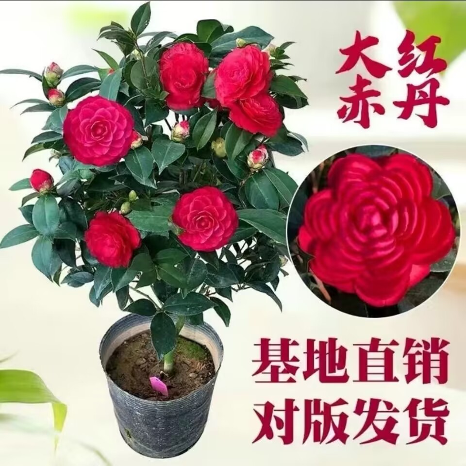 六角大红中国红山茶花盆栽带花苞红赤丹花卉植物室内好养茶花树苗