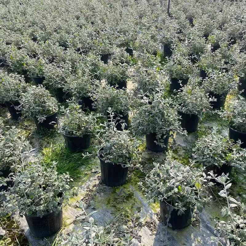 水果兰庭院花园花箱地栽多年生花境植物耐热及耐寒四季养护简单