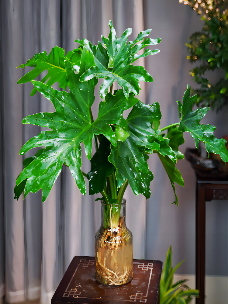 春羽盆栽室内吸甲醛水培观叶植物春雨办公桌四季常青好养护大绿植