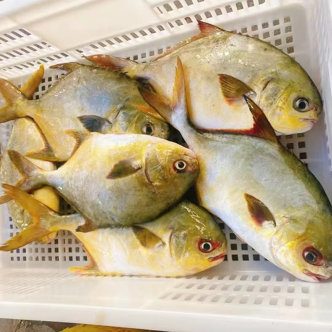 外罗本港大金枪鱼干200