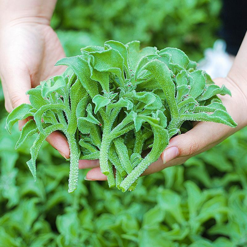 四季正宗冰菜种子高钙菜冰草菜种子阳台盆栽蔬菜种子营养播种种植