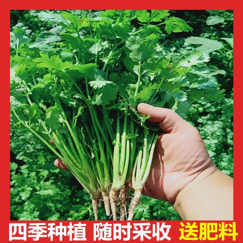 四季香菜种子阳台室内花卉盆栽香菜蔬菜种子耐热耐寒四季可播种