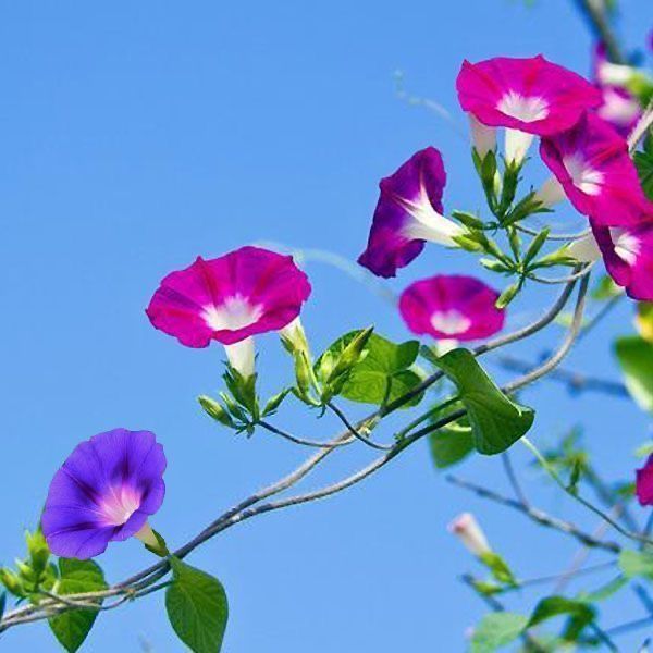 【牵牛花种子】爬藤七色喇叭花牵牛花四季室内阳台庭院垂吊多年生