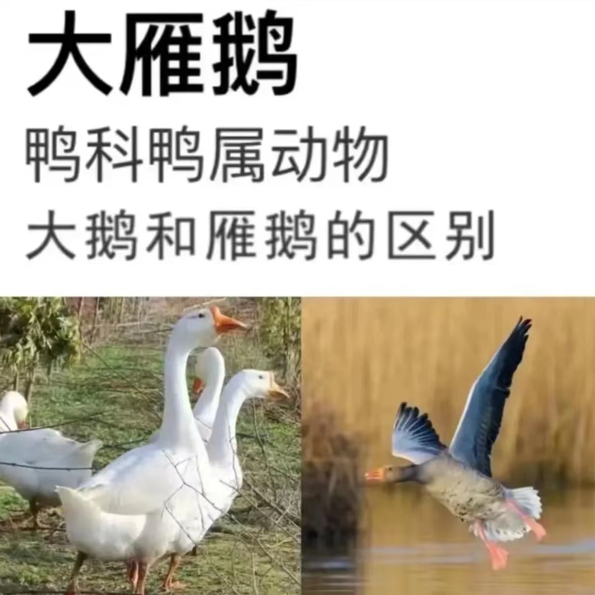 买一只送一只共7斤半左右连云港散养大雁鹅冷冻发货【非大白鹅】