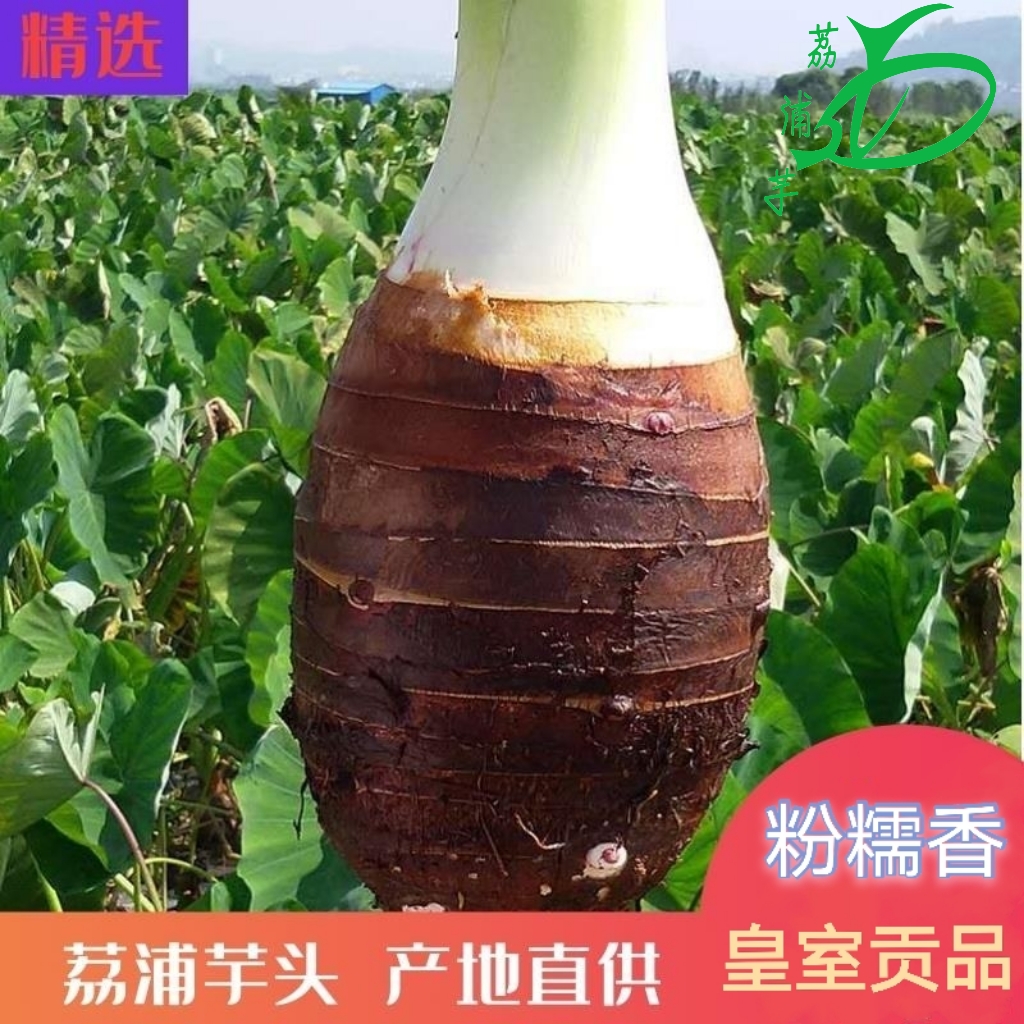 荔浦芋头正宗广西香芋精选新鲜槟榔芋原产地种植口感细腻香糯好吃