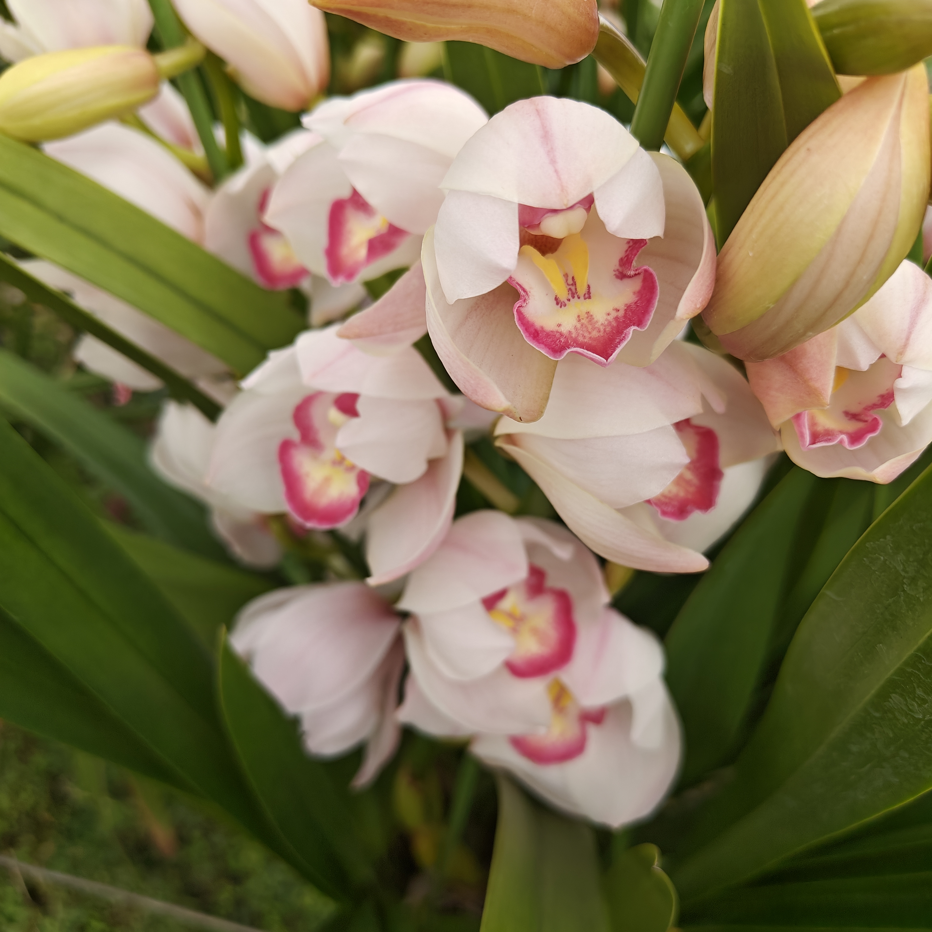 诱惑（大花蕙兰）基地直发完美主义勿拍