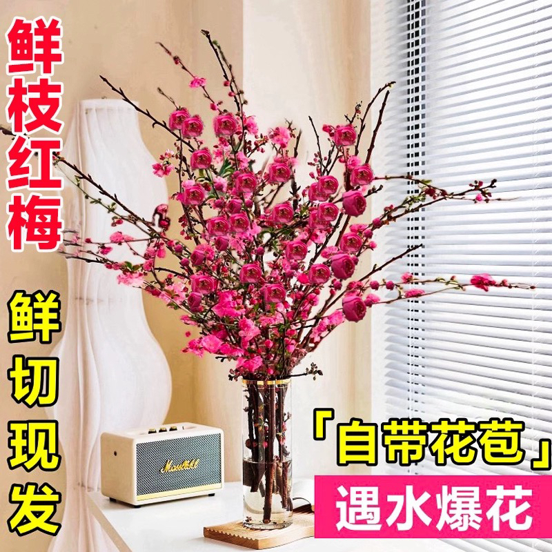 年宵花卉水培鲜枝红梅桃花 耐寒好养易活插水养鲜花 红色水培花卉