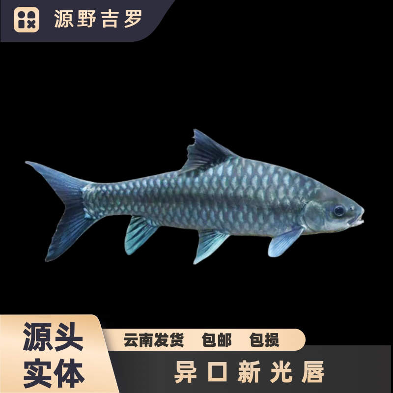 野生异口野采蓝吉罗技术专业淡水鱼原生鱼观赏鱼蓝吉罗观赏水族馆