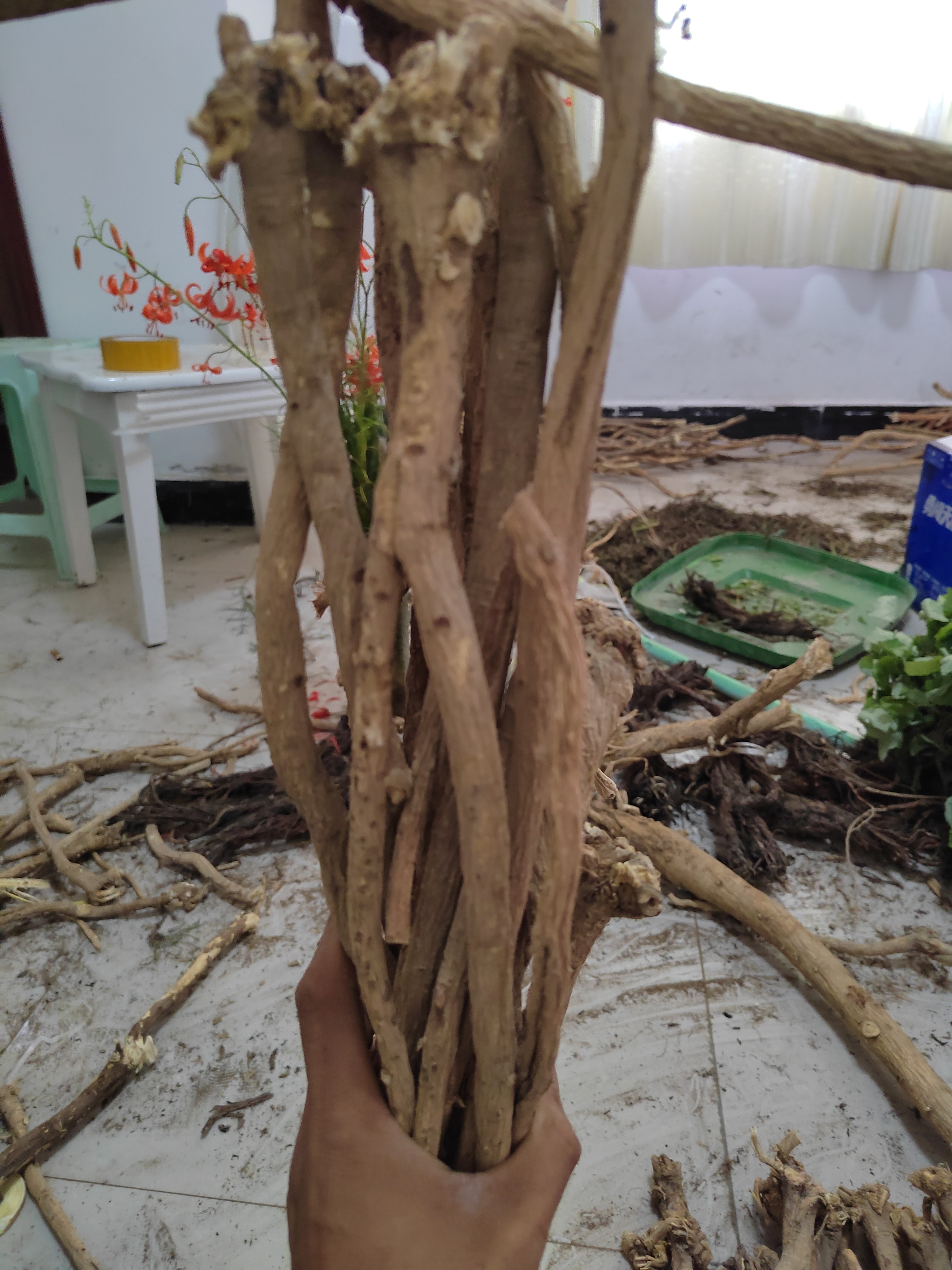 野生黄芪小条500g