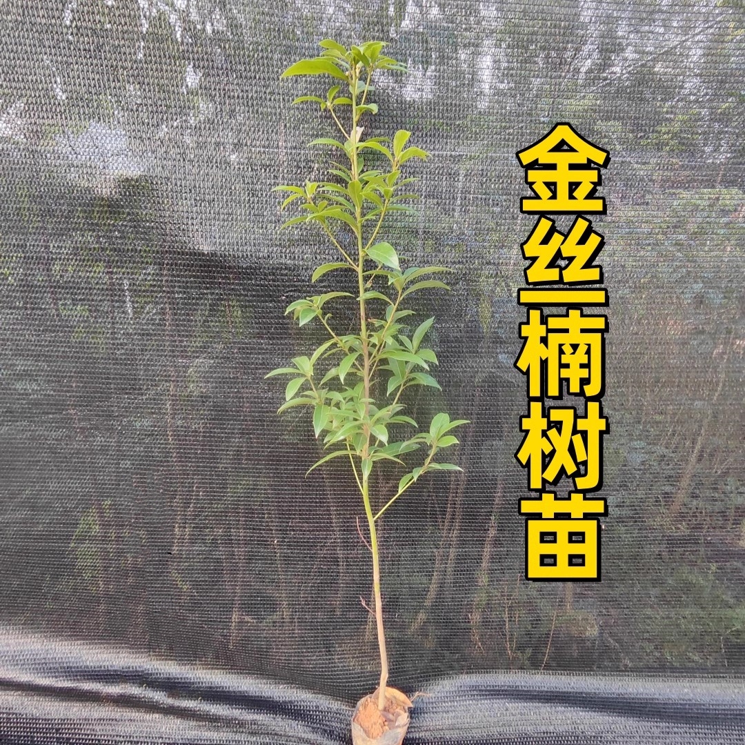 金丝楠木树苗名贵优质正宗金丝楠苗带土常绿耐寒珍贵楠木苗盆地栽