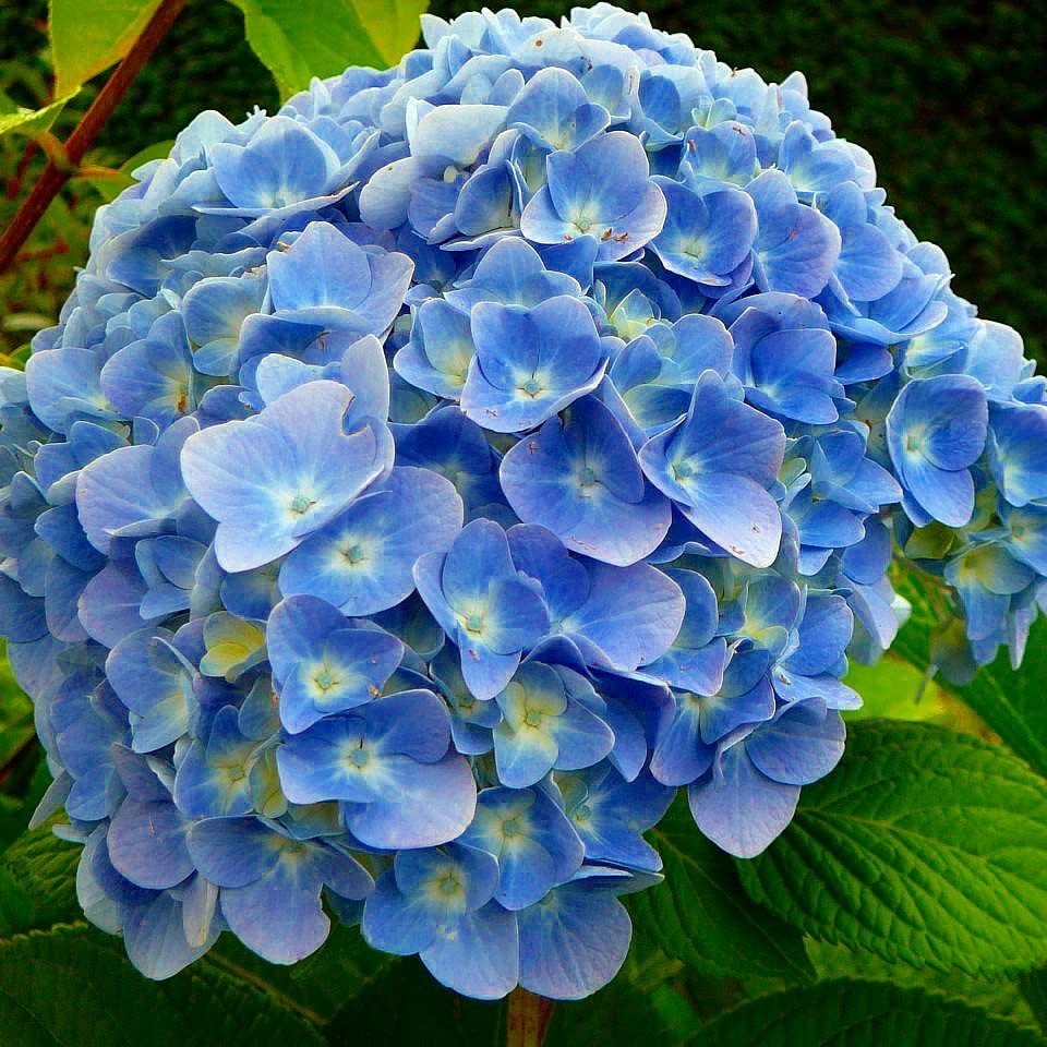 【淡蓝花园】绣球花一物一拍 盆栽耐寒养护分枝观赏叶片庭院