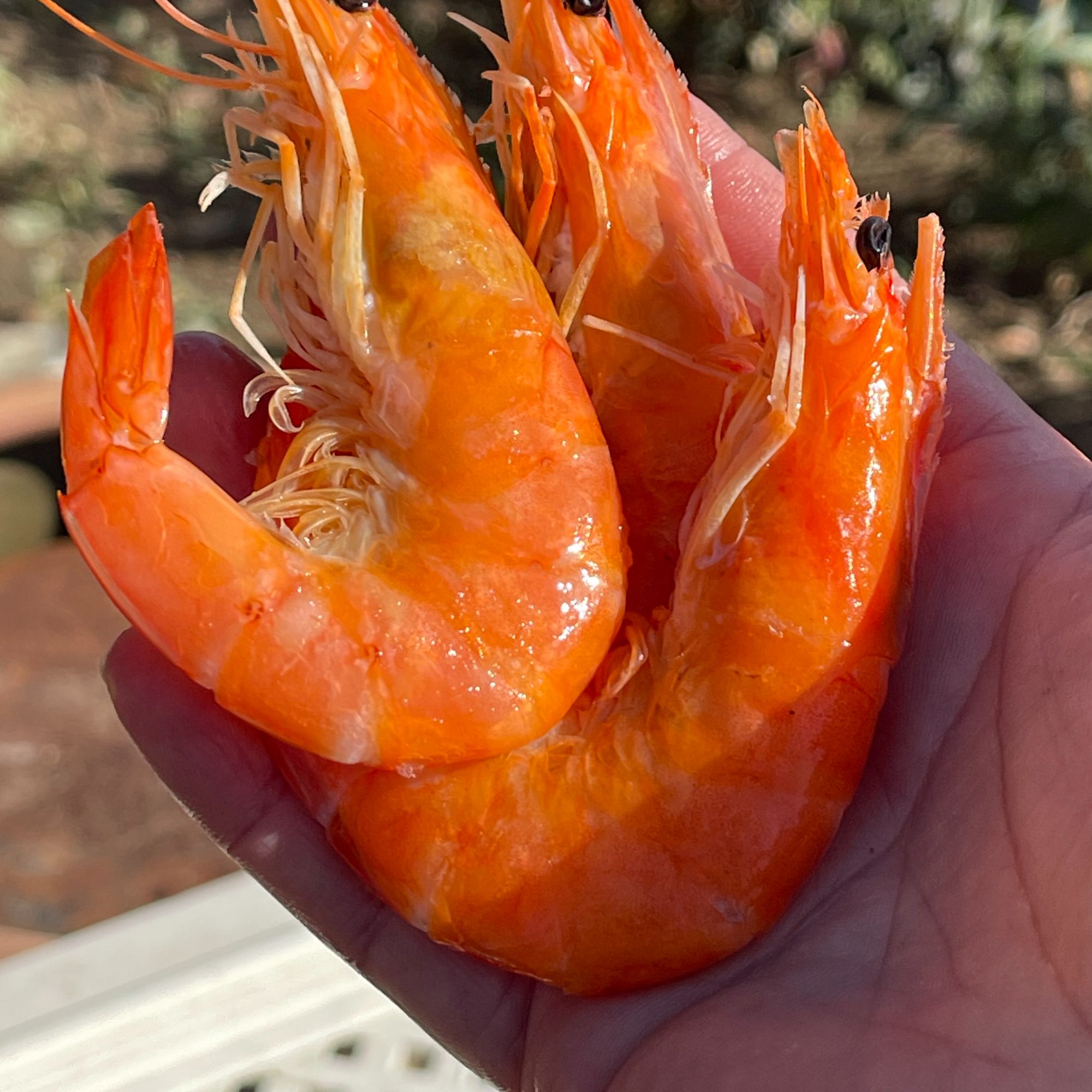 盘锦二界沟锅捞虾3斤(中） 30-40头  大小不均  嫌弃小勿拍