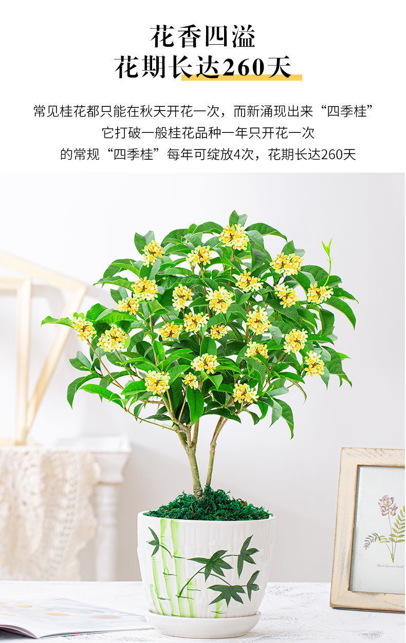 四季开花桂花树苗盆栽庭院绿化美观浓香型花卉绿植室内好养的花苗
