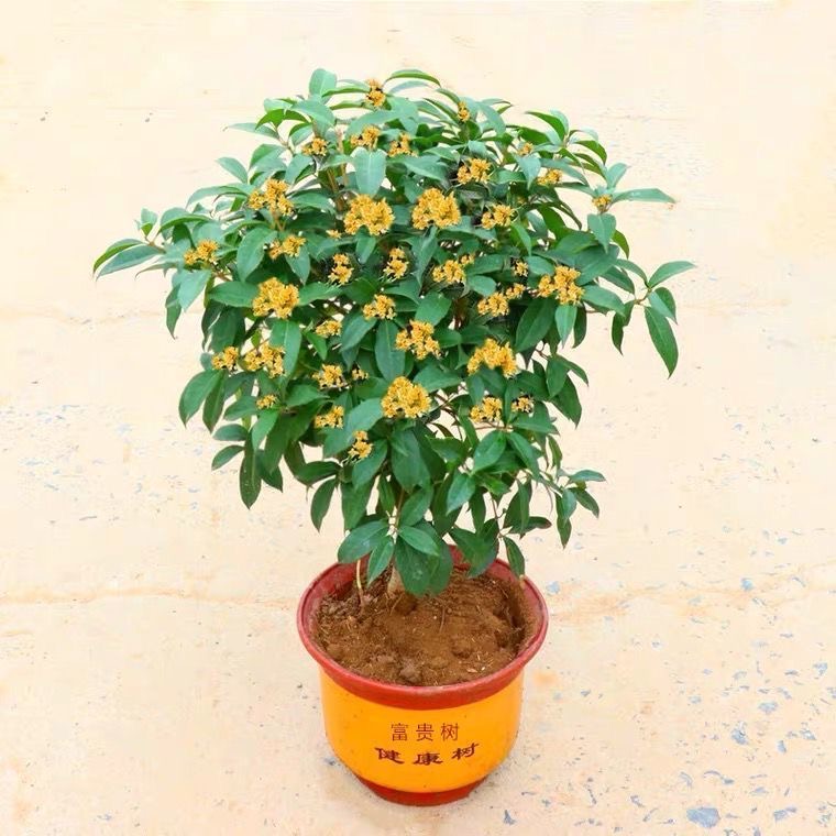 四季开花桂花树苗盆栽庭院绿化美观浓香型花卉绿植室内好养的花苗