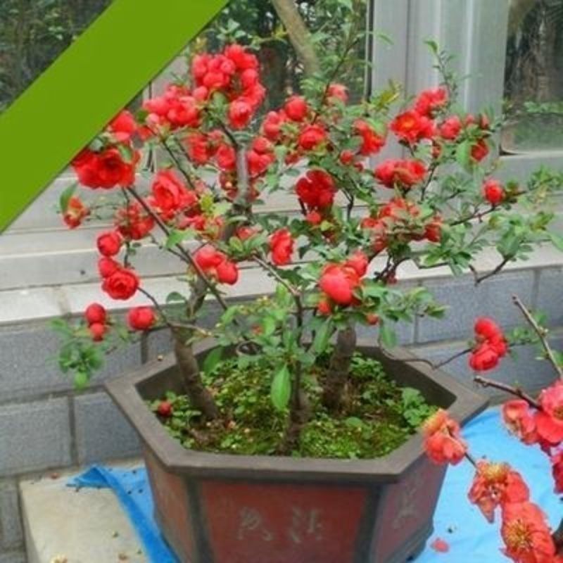 耐寒海棠花盆景庭院老桩阳台室内外花卉四季室内开花花卉大全清仓