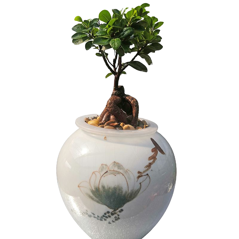 直播间【一物一拍】龙年水培绿植花卉木本水生根草本植物水培龟背竹