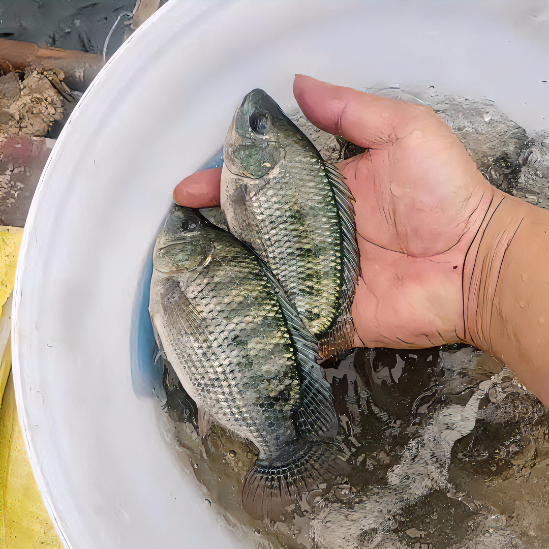 罗非鱼海南一号青宝路脆肉罗非新吉富罗非鱼渔场直发