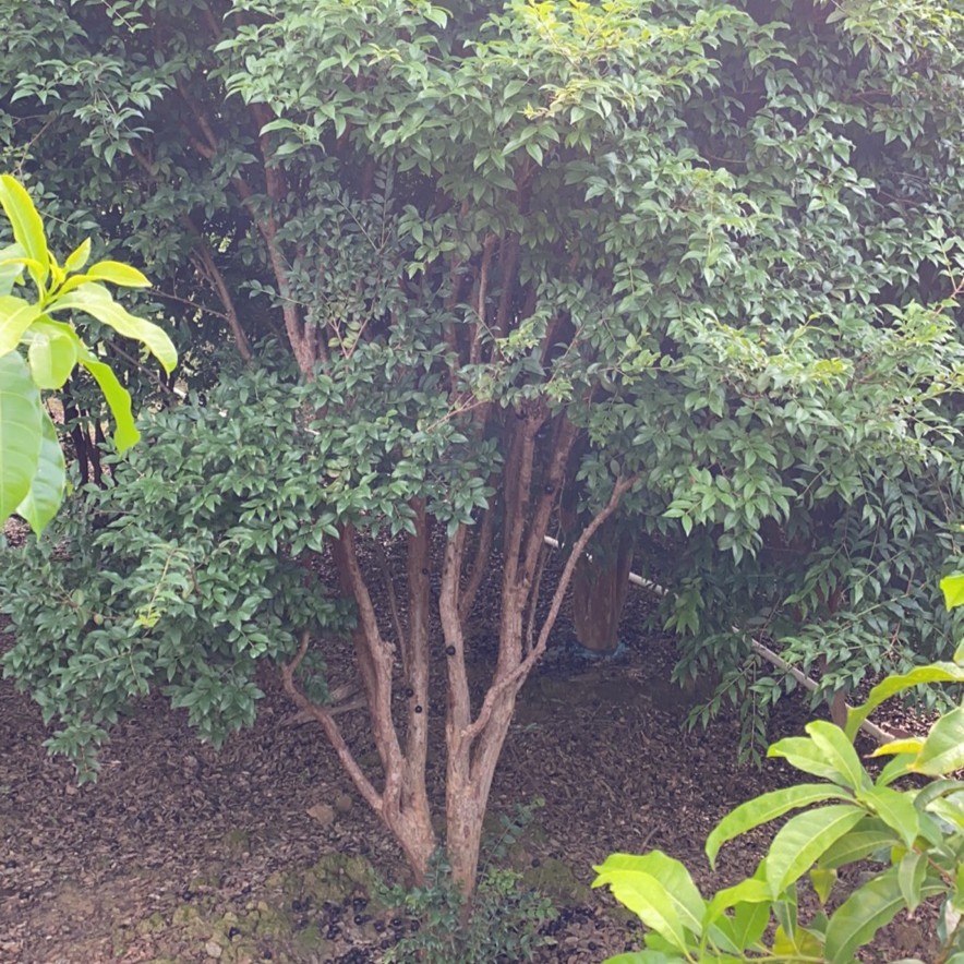 23年沙巴，以直播室实物为准植物春季庭院秋季美观