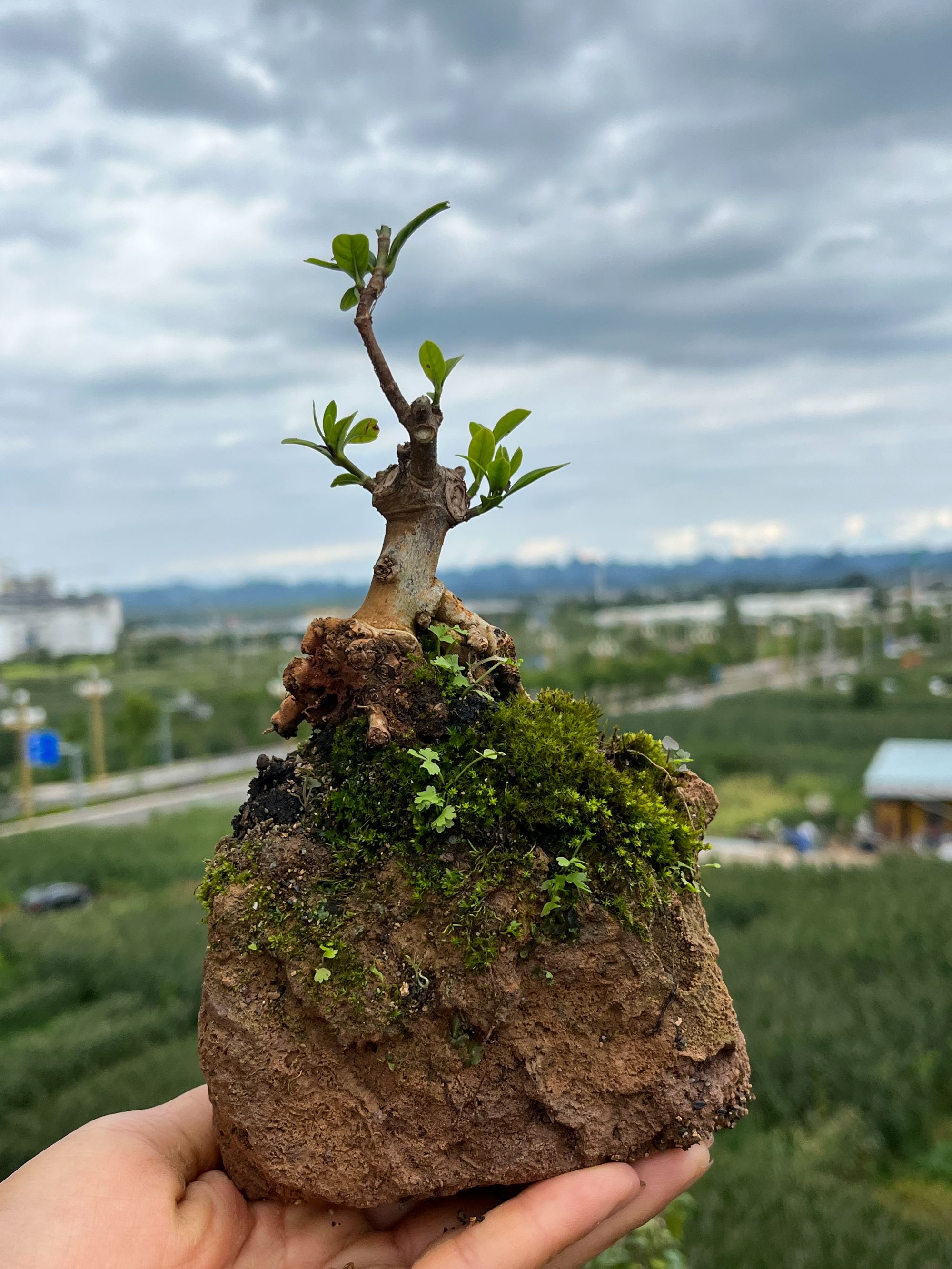 云南盆景！铁马鞭，黄杨，云南含笑等