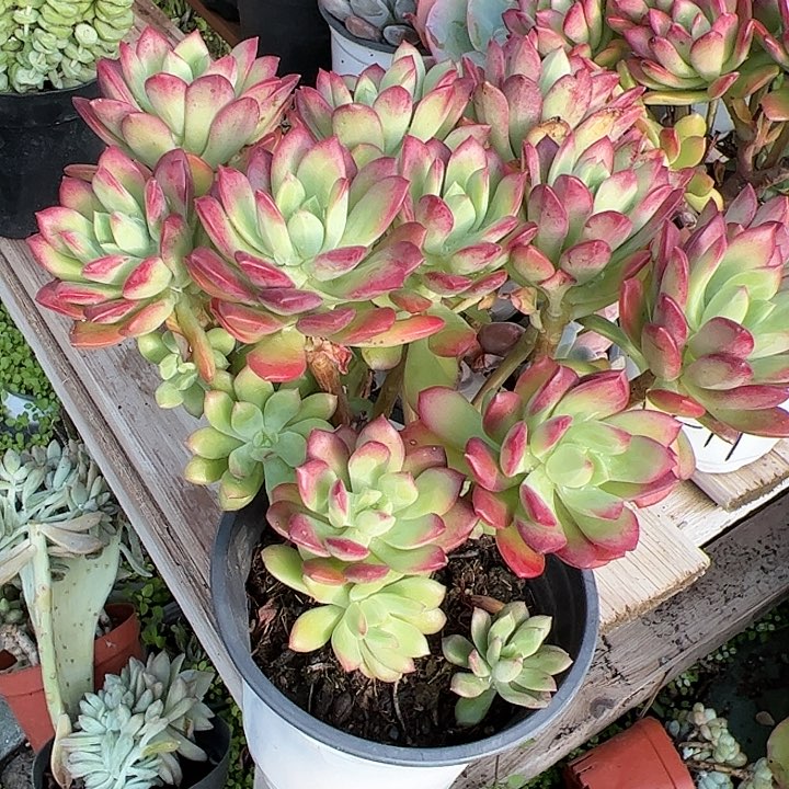 红稚莲老桩多肉植物