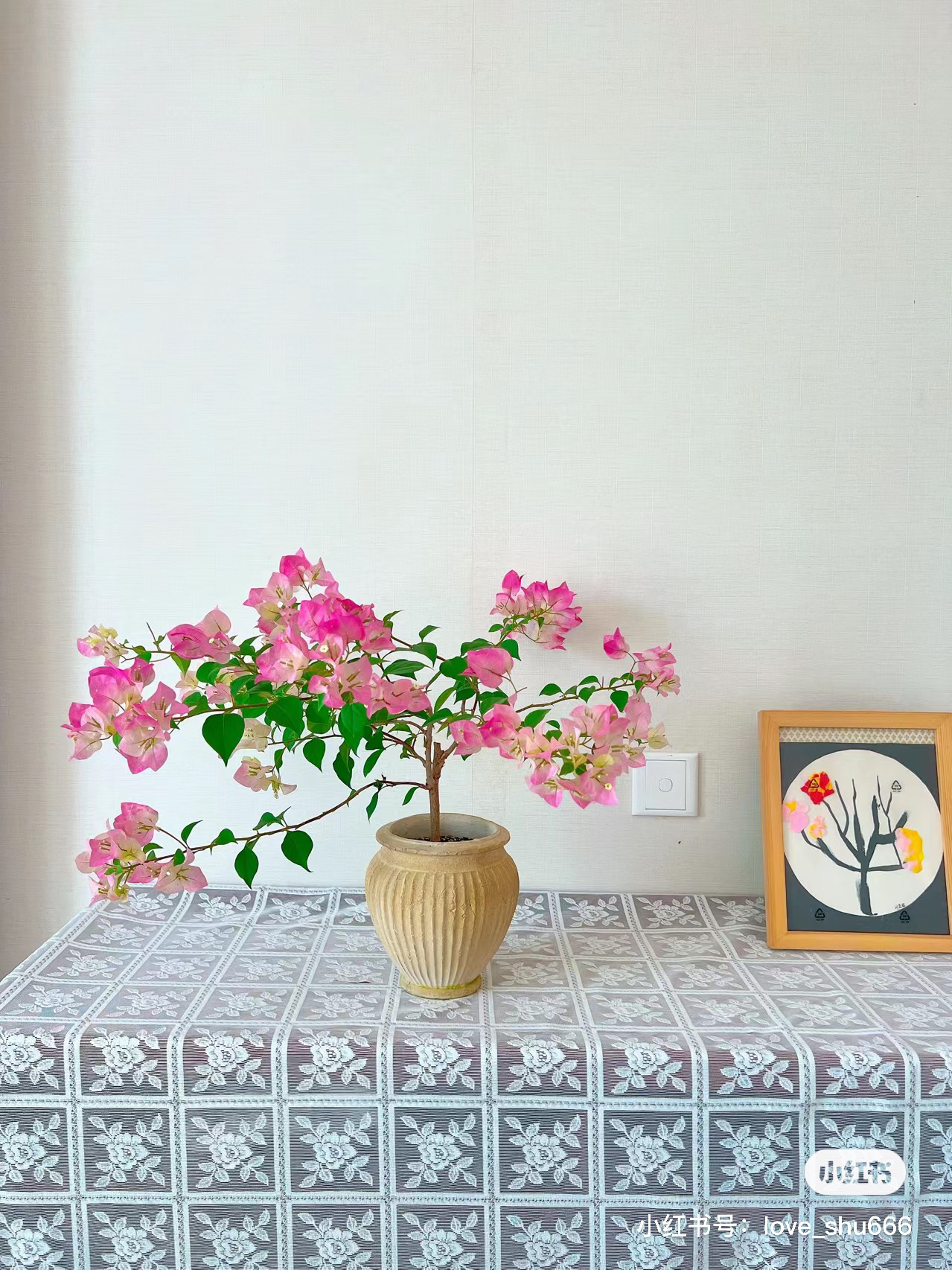 三角梅【绿叶樱花】（抹茶绿转樱花粉）庭院露台美观花卉三角梅盆栽