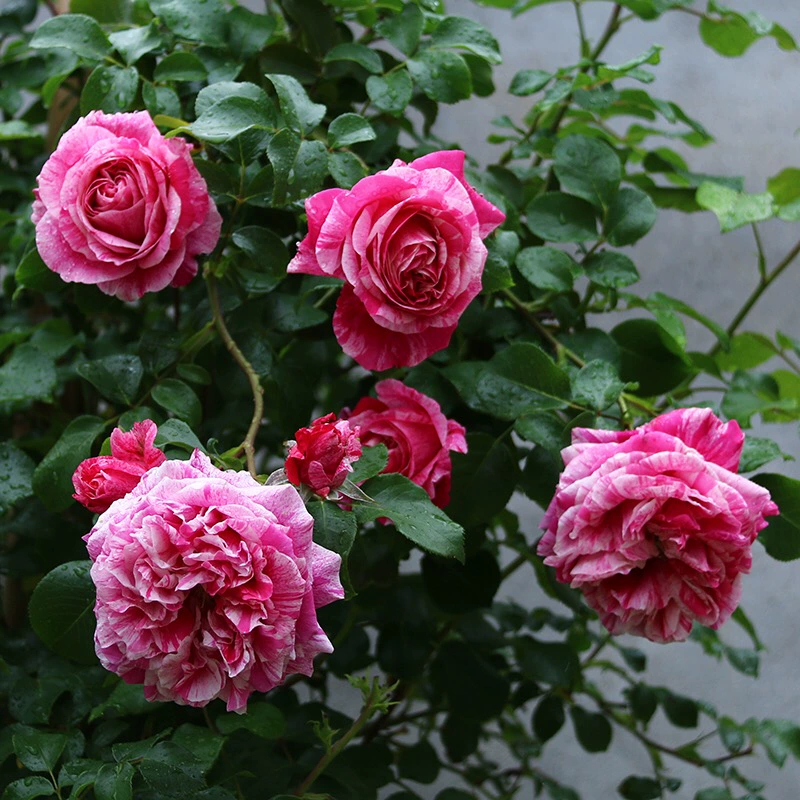 【伊蕾莎斯特】 大花月季浓香 无刺欧月 爬藤月季 阳台庭院盆栽