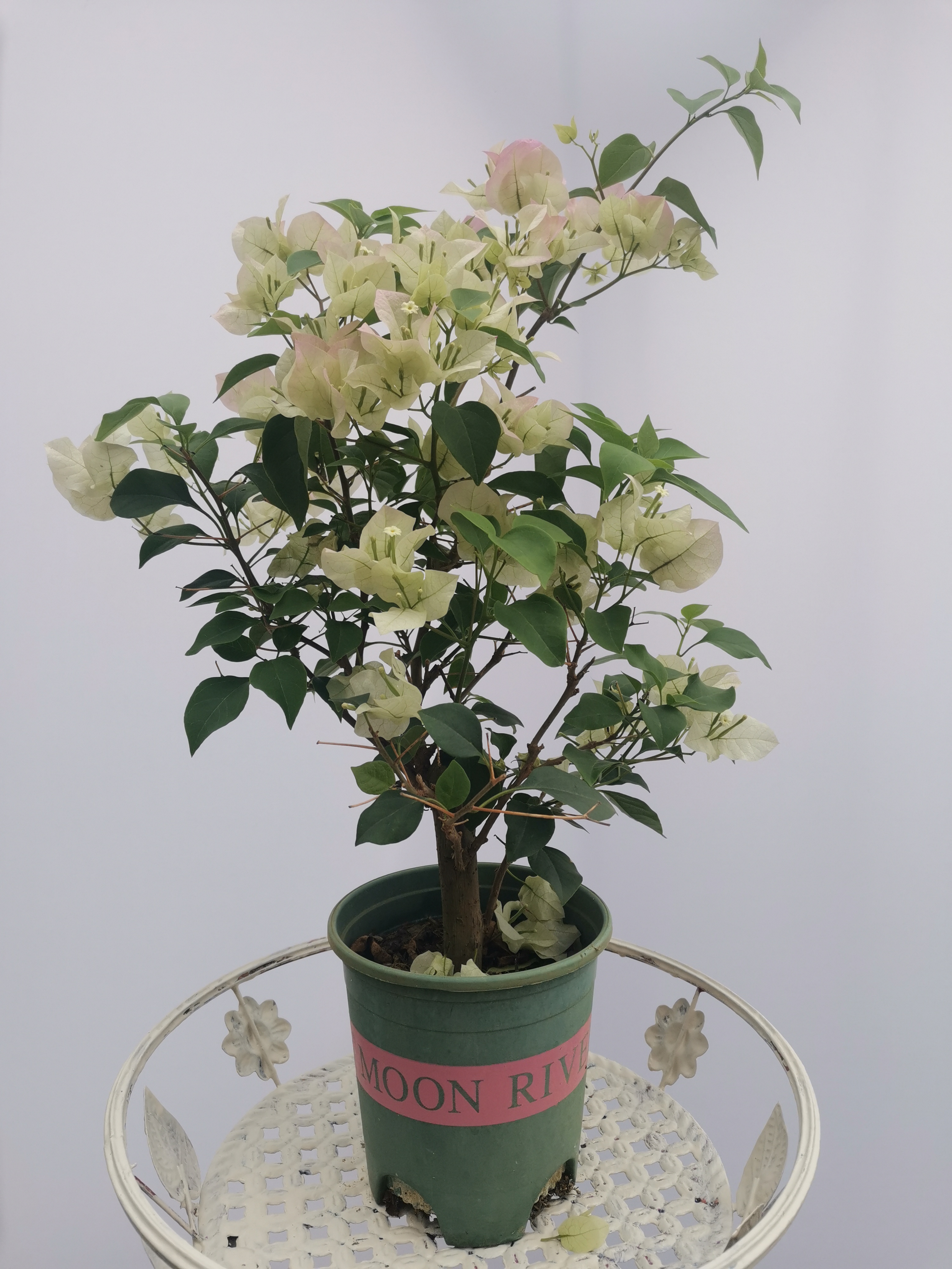 三角梅补差专用链接