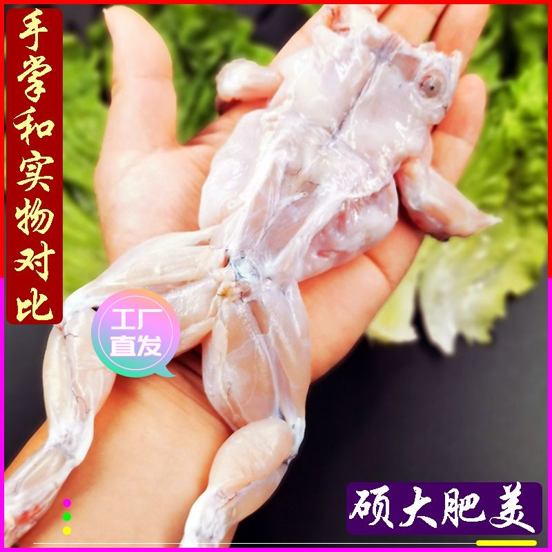 【极速】牛蛙新鲜牛蛙鲜活现抓现杀牛蛙田鸡冷冻冰鲜青蛙田鸡牛蛙