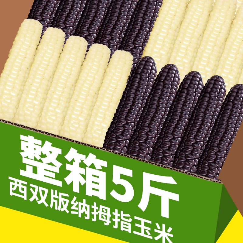云南特产西双版纳拇指玉米新鲜甜香白糯紫糯迷你玉米早餐代餐