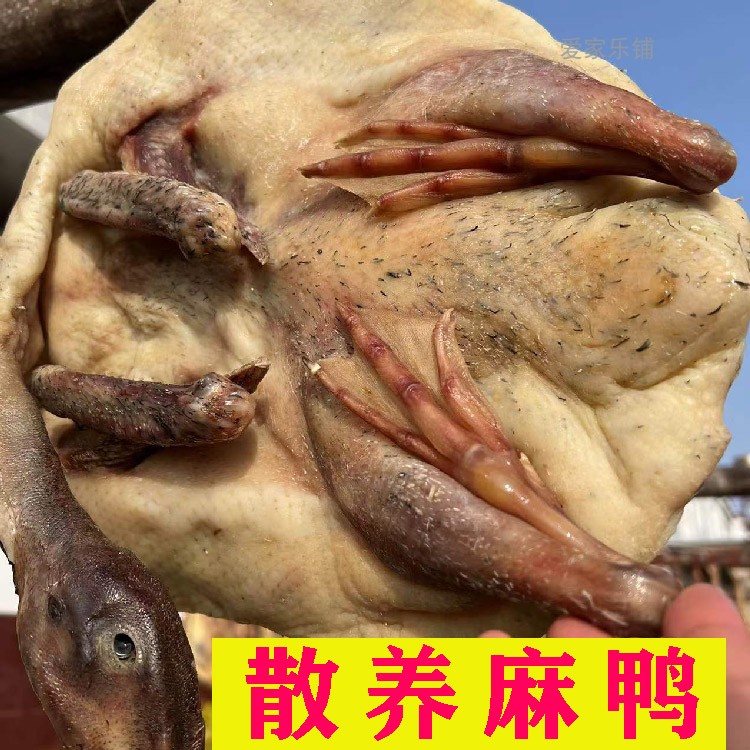 散养麻鸭风干咸香土鸭农家腌制腊鸭草鸭放养老鸭子咸腊鸭肉安徽
