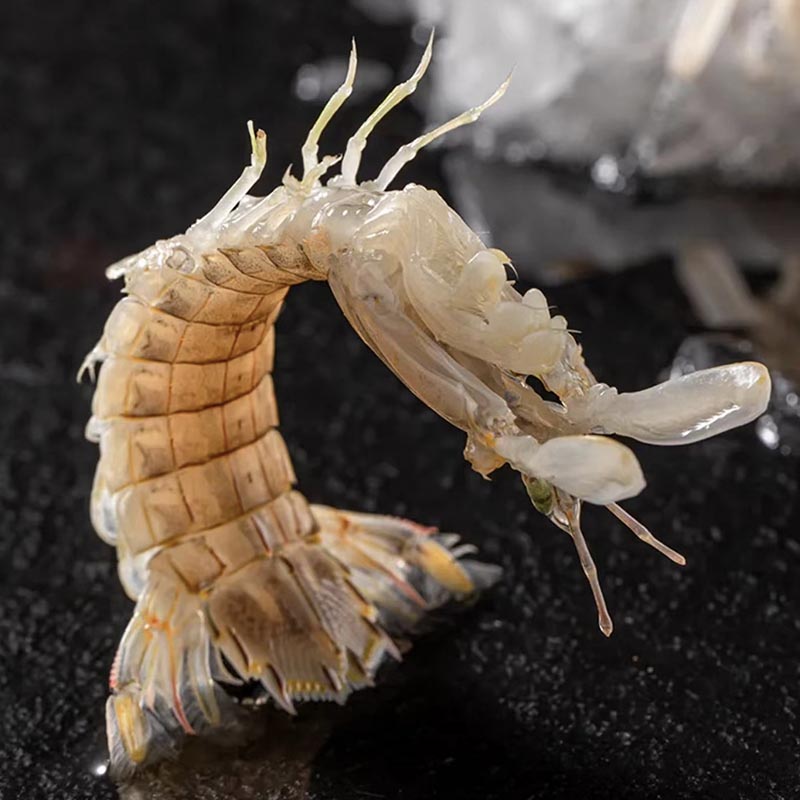 【皮皮虾虾爬子】上街弟推荐新鲜尝鲜装肉质鲜甜肥美【包鲜不包活】