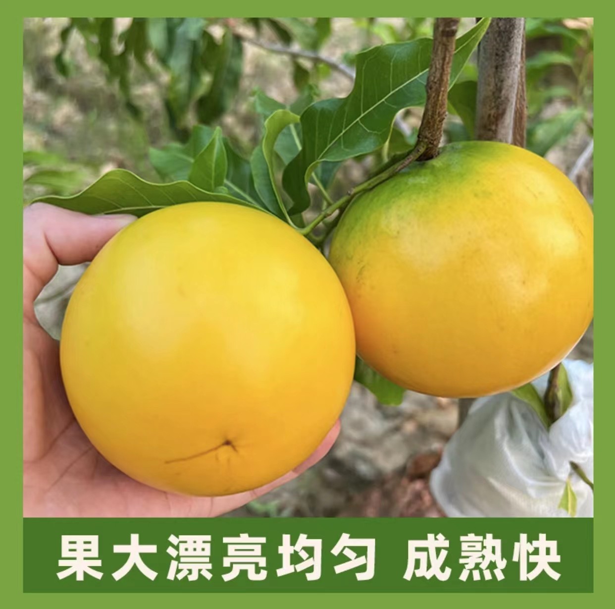 进口黄晶果树盆栽 超甜冰糖耐寒 3号四季 楼顶庭院种植