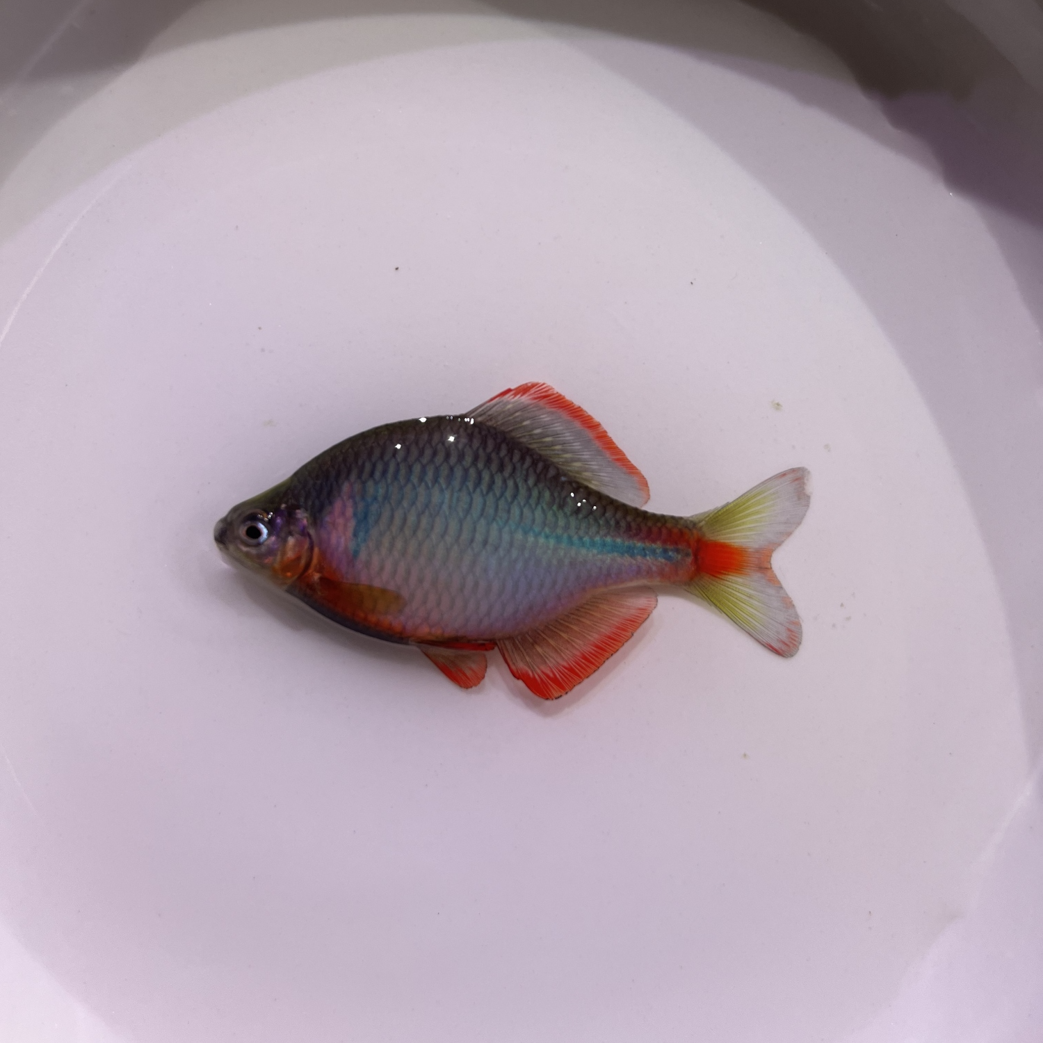 红边鳑鮍 淡水冷水观赏鱼好养耐活不加温鳑鲏鱼原生鱼