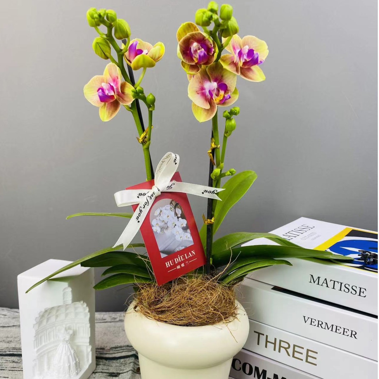 蝴蝶兰《小橘子》年宵花好养带花带花苞发货盆栽鲜花冬季室内花卉
