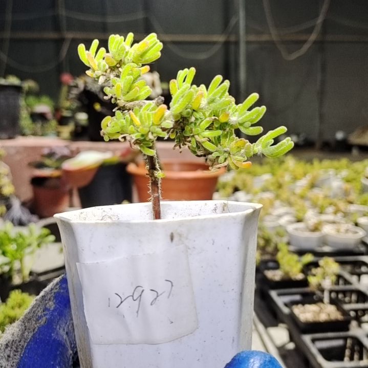 【闪购商品】12927含泡沫箱多肉植物