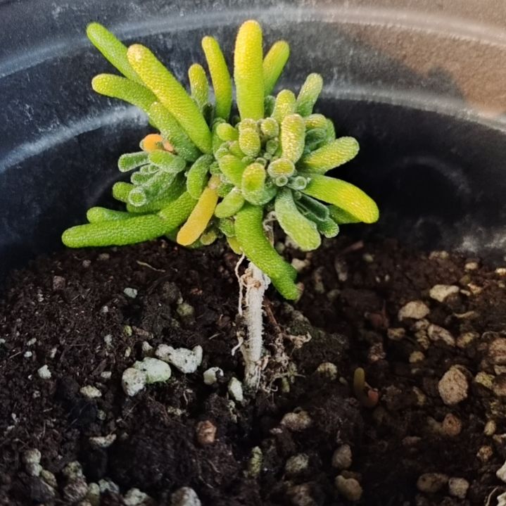 【闪购商品】多肉植物清棚125