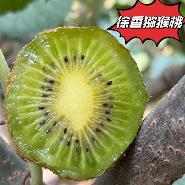 陕西徐香猕猴桃绿心眉县香甜多汁新鲜水果【放软食用】
