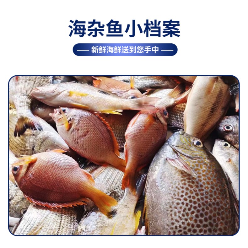 无品牌北部湾海捕新鲜海杂鱼现称，海产净含量2500g新鲜海虾