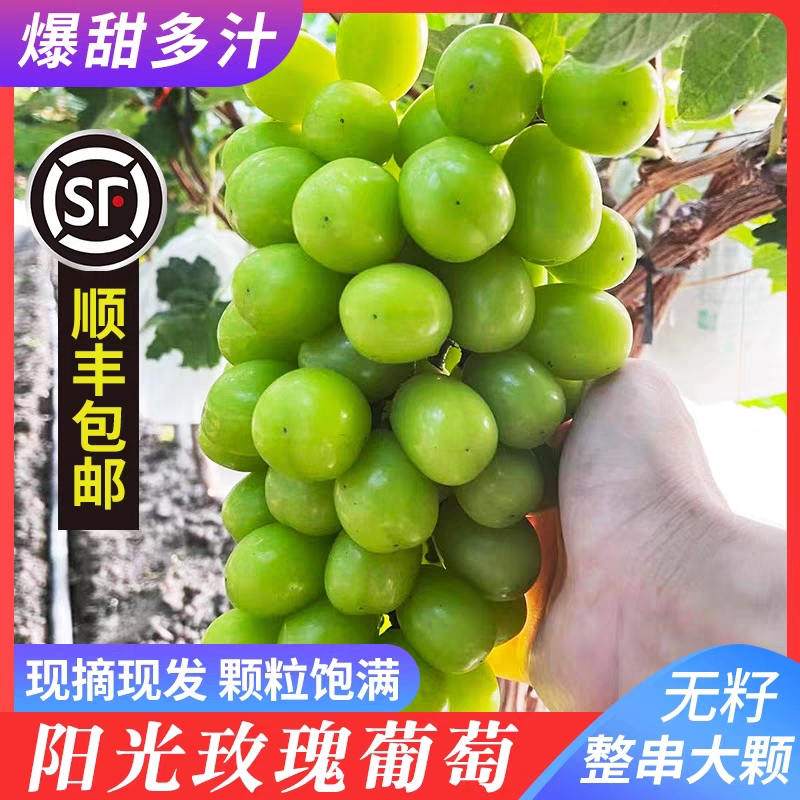 （东台琴姐）葡萄阳光玫瑰爆甜多汁顺丰包邮