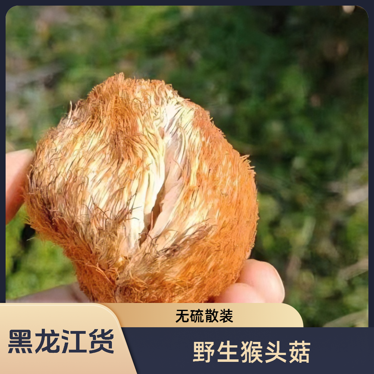 黑龙江新货食用深山猴头菇营养珍品散装无熏硫煲汤250克/500